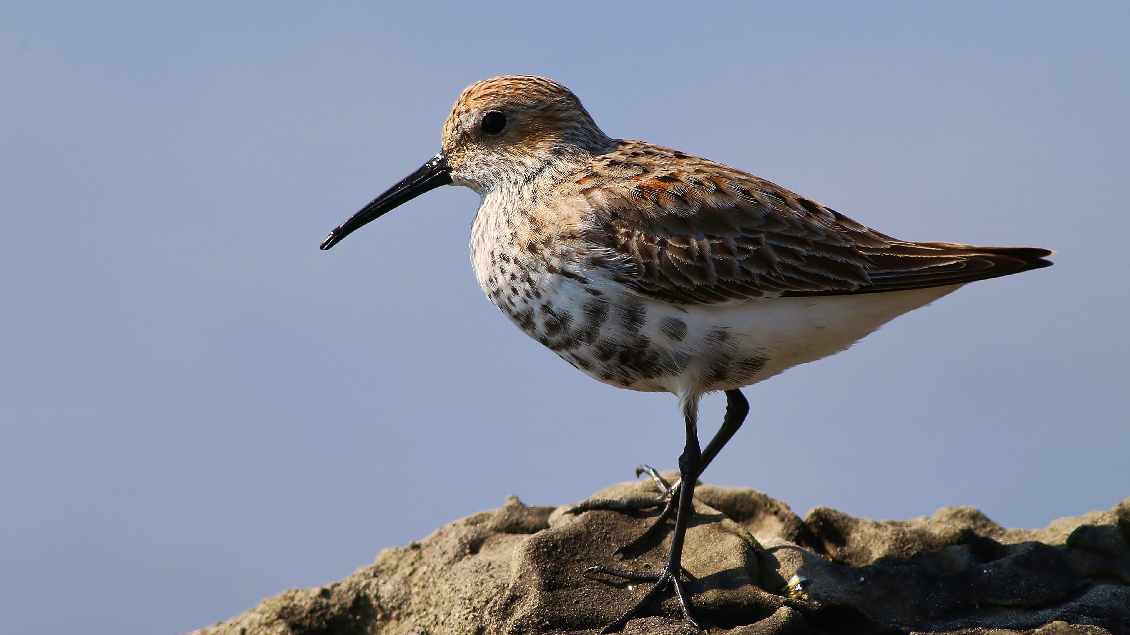 Dunlin